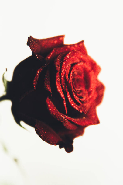 Beautiful blooming red rose flower on white background, close-up, color macro photo. Valentine day concept. - 写真・画像