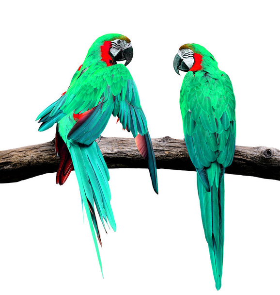 Gyönyörű zöld Macaw papagáj madár szerelmes pillanatban elszigetelt fehér háttér - Fotó, kép