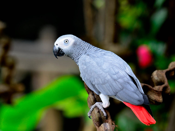 Gyönyörű szürke papagáj, afrikai szürke papagáj, Psittacus erithacus - Fotó, kép