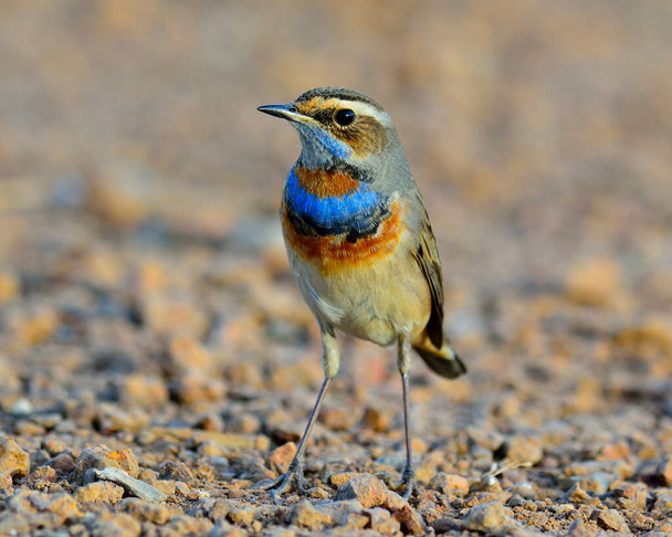 Pájaro de garganta azul, hermoso pájaro azul con colorido en su cuello de pie en la tierra - Foto, Imagen