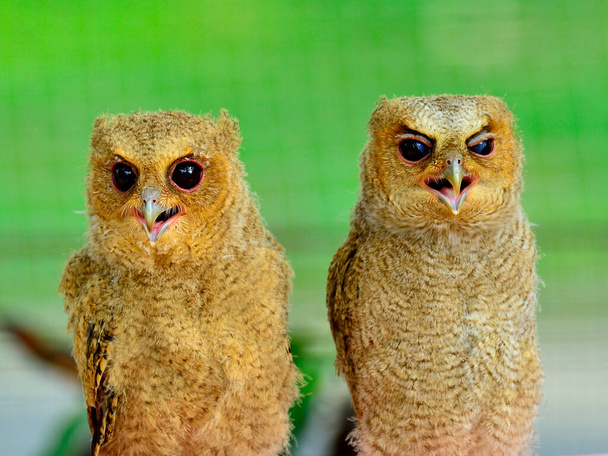 Пара молодых коричневых сов с сонными глазами - Фото, изображение
