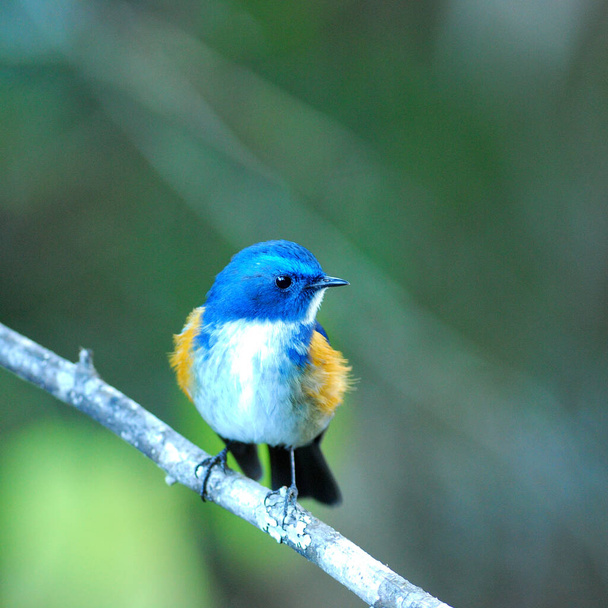 Faccia in su Blue Bird Himalayan Bluetail (Tarsiger rufilatus) o pettirosso Bush fiancheggiato da arancione - Foto, immagini