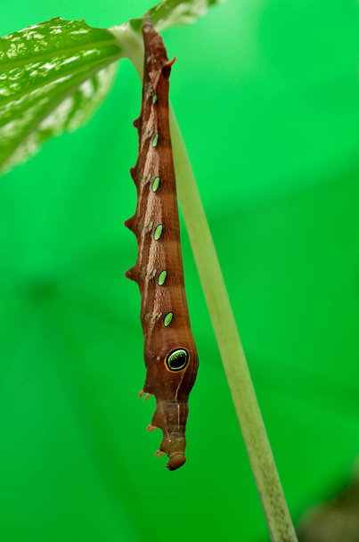 Gusano mariposa colgante, gusano oruga en hoja verde con grandes ojos en su larga piel corporal - Foto, imagen