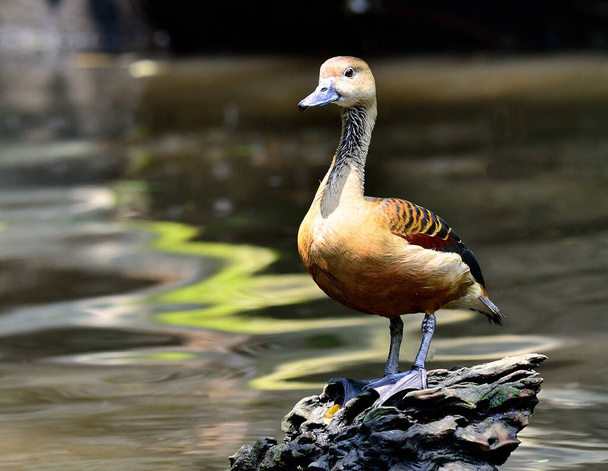 Lesser Whistling-duck, Dendrocygna javanica - Foto, imagen