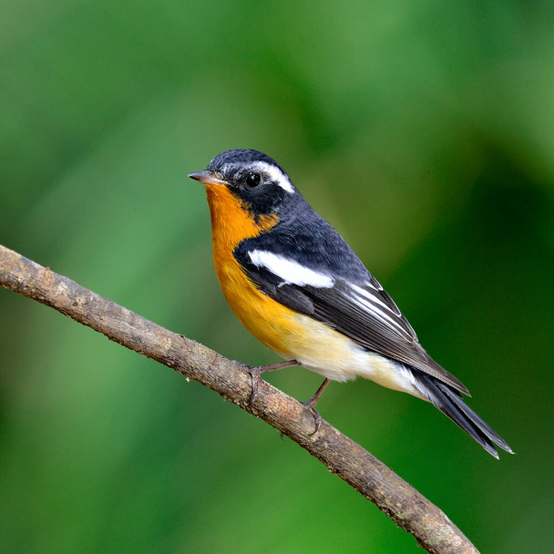 Mugimaki Flycatcher, uccello della pancia gialla (Ficedula mugimaki) - Foto, immagini