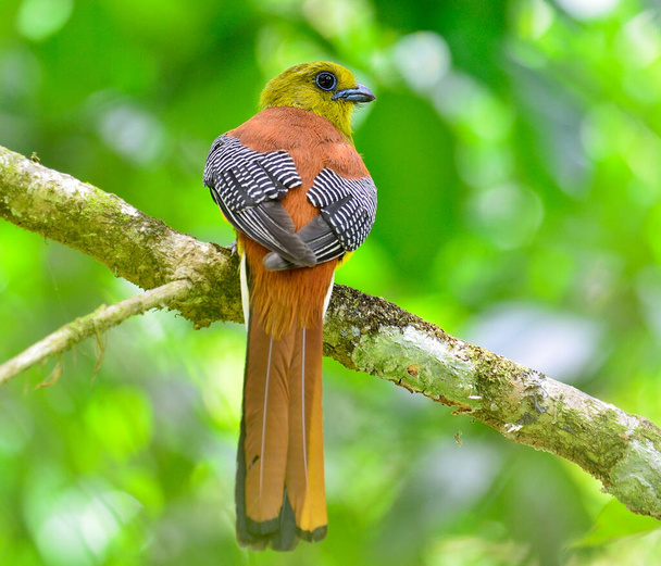 Trogon met oranje borsten op de tak met mooie rugdetails en een heldere achtergrond, vogel in de natuur, Harpactes oreskios - Foto, afbeelding
