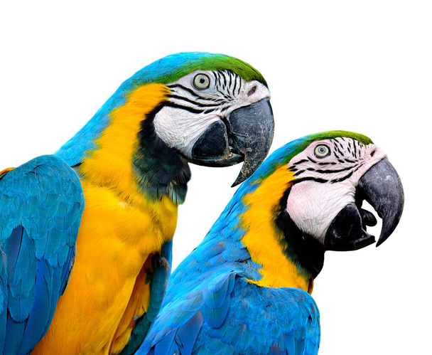 Pair of Blue and Gold Macaw parrot birds together isolated on white background - Photo, image