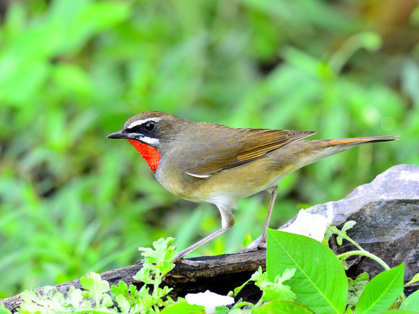 Rubythroat siberiano (luscinia Sibilans) el pájaro de la garganta roja lindo con buenas acciones - Foto, Imagen
