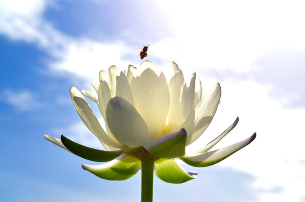 Біла квітка лотоса або водяна лілія виставляється на сонечку з бджолами, що літають над нею. - Фото, зображення