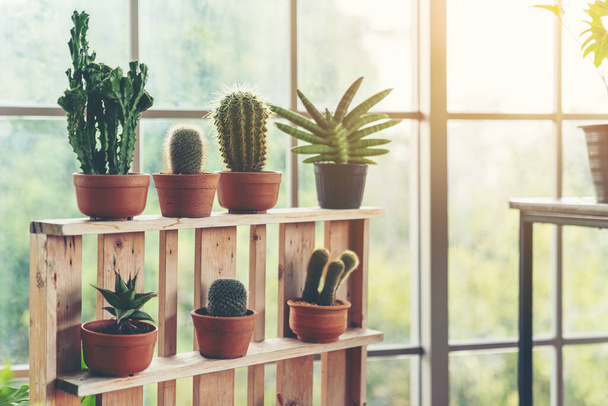 Intérieur scandinave avec plantes, cactus et compositions succulentes dans des pots design et hipster sur l'étagère brune - Photo, image
