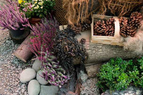 Composizione di materiali naturali: sentiero di ghiaia, tronchi con un cesto di coni, alghe secche e fiori: rosa Erica e crisantemi gialli in vasi di fiori. - Foto, immagini