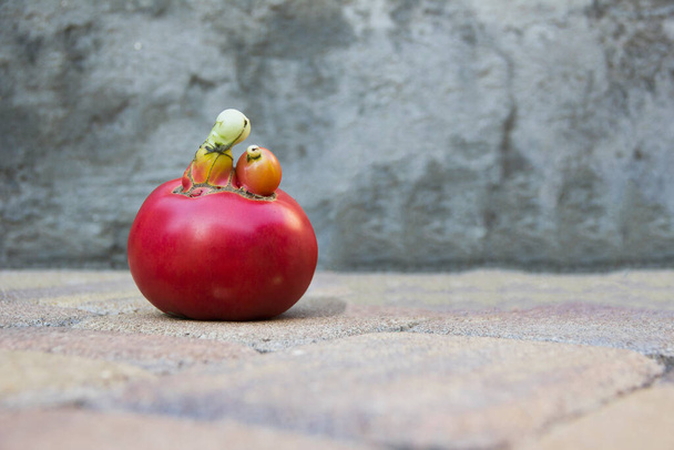 trendy ugly red tomato on a concrete background, copy space. - Fotó, kép