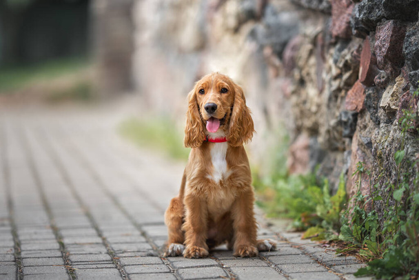 red english cocker spaniel puppy sitting outdoors by a wall - Foto, afbeelding
