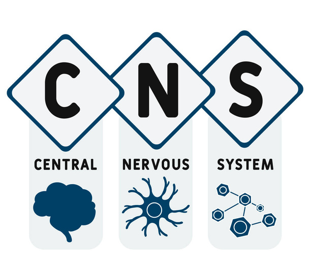 ZNS - Zentrales Nervensystem. Akronym, medizinisches Konzept Hintergrund. Vektor-Illustrationskonzept mit Schlüsselwörtern und Symbolen. Schriftzeichnung mit Symbolen für Webbanner, Flyer, Landing Page  - Vektor, Bild