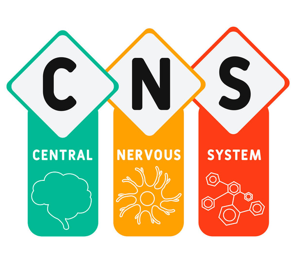 CNS - Merkezi Sinir Sistemi. Kısaltma, tıbbi konsept geçmişi. Anahtar sözcükler ve simgelerle vektör illüstrasyon kavramı. Web afişi, el ilanı, iniş sayfası simgeleriyle illüstrasyon  - Vektör, Görsel