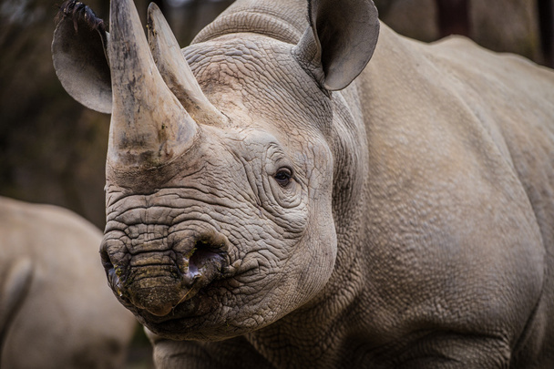 Rinoceronte
 - Foto, Imagem
