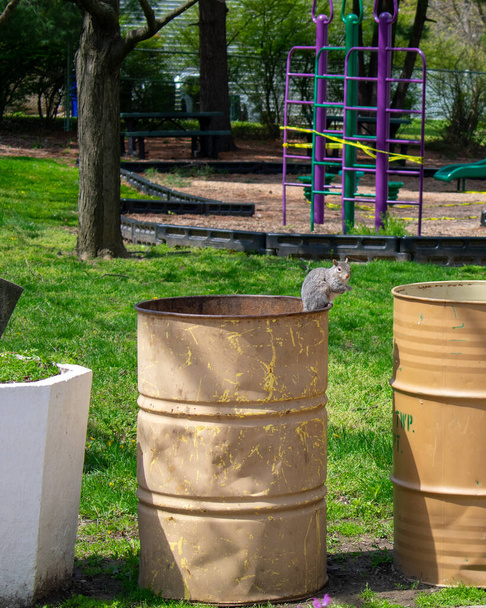 Un petit écureuil assis sur une poubelle en métal dans un parc - Photo, image