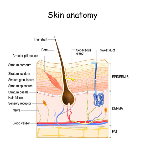 Huidanatomie. Doorsnede van de menselijke huid. lagen van de menselijke huid (epidermis, dermis, vet), haarfollikel, sensorische receptor, zweet en talgklieren. - Vector, afbeelding