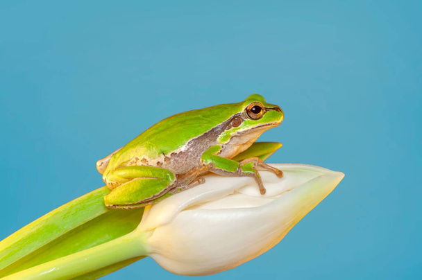 Beautiful Europaean Tree frog Hyla arborea  - Photo, Image
