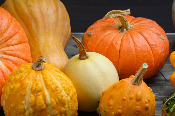 Autumn harvest colorful squashes and pumpkins in different varieties. Wood background. - Photo, Image