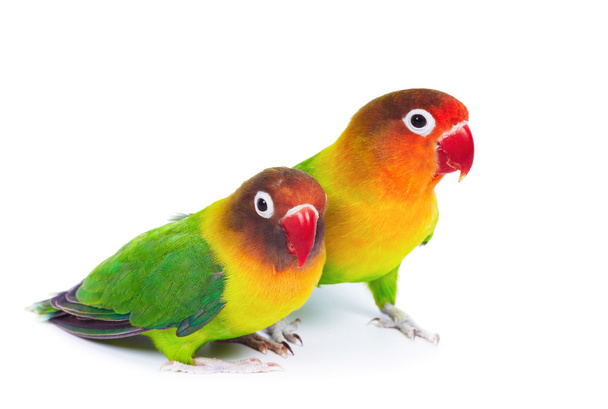 Пара влюблённых птиц
 - Фото, изображение