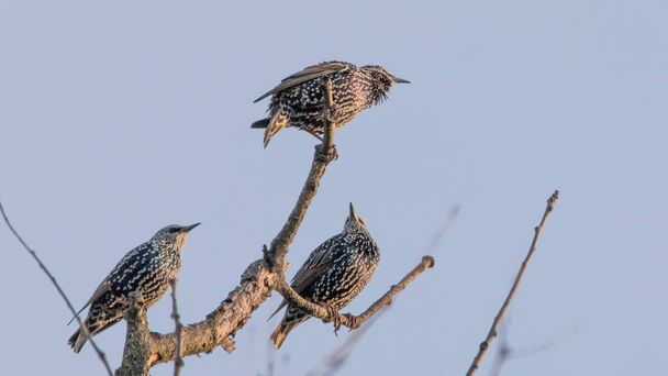 Sturnus vulgaris Tři ptáci sedí na stromě a připravují se na stěhování. Starlingové na vrcholku suchého stromu na pozadí modré oblohy. Detailní záběr. - Fotografie, Obrázek