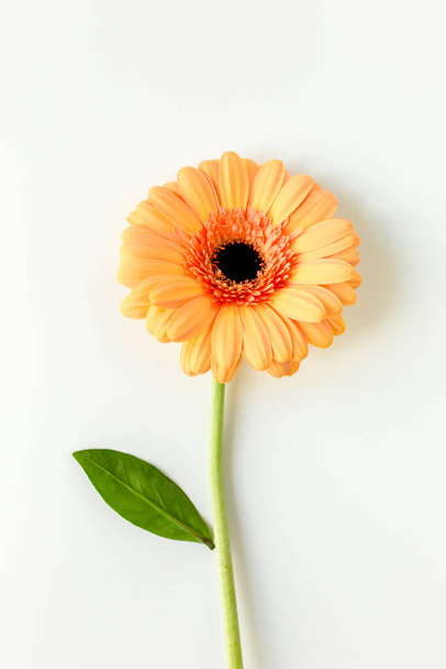 Orange gerbera flower on the white background. Flat lay, top view  - Photo, image
