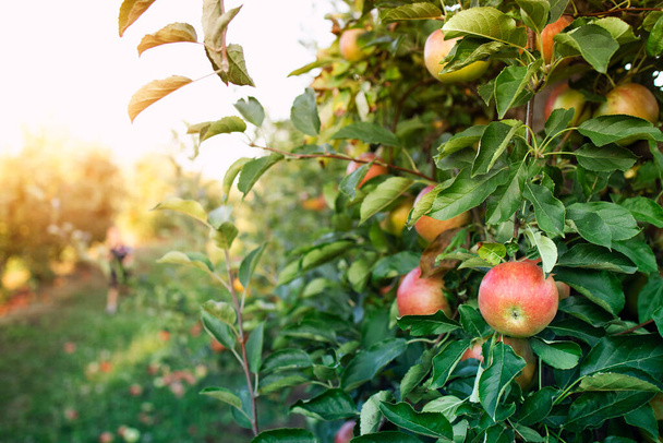 Elma bahçesi. Gün batımında elmalı ağaç dalı. - Fotoğraf, Görsel