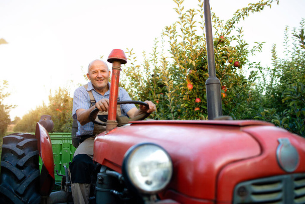 Senior-Arbeiter fährt mit alter Traktormaschine im Retro-Stil durch Apfelgarten. - Foto, Bild