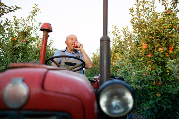 Vanhempi työntekijä ajaa hänen vanha retro tyylistä traktorin koneen läpi omenatarha. - Valokuva, kuva