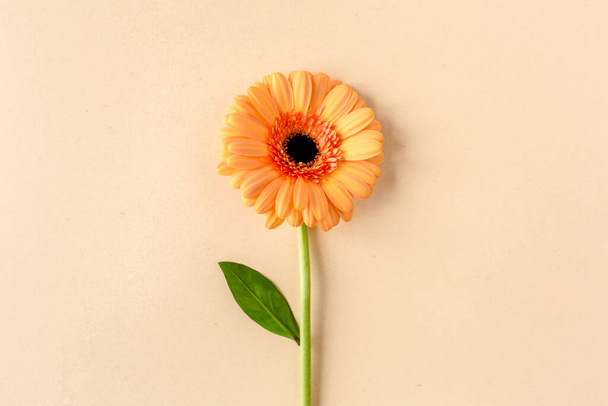 Orange gerbera flower on the yellow background. Flat lay, top view  - Foto, afbeelding