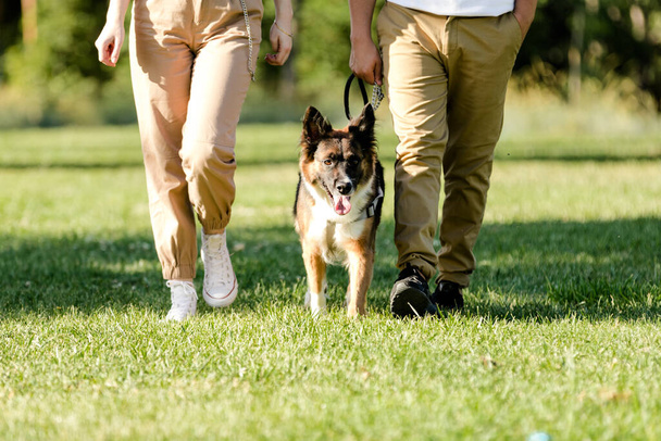 Pareja joven paseando con su perro Border Collie en un parque. Personas irreconocibles - Foto, Imagen