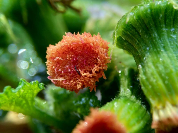 Lähikuva crassocephalum crepidioides, (kutsutaan myös fireweed, ebolo, paksupää, punakukka ragleaf, sintrong, sentrong). Sen mehevä, mucilaginous lehdet ja varret syödään vihanneksena. - Valokuva, kuva