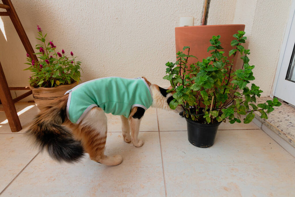 Gatto con panno post-operatorio vicino alle piante. Gattino tricolore riprese esterne. - Foto, immagini