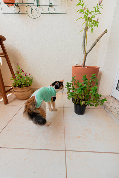 Gato con tela postoperatoria cerca de las plantas. Tricolor gatito al aire libre metraje. - Foto, Imagen