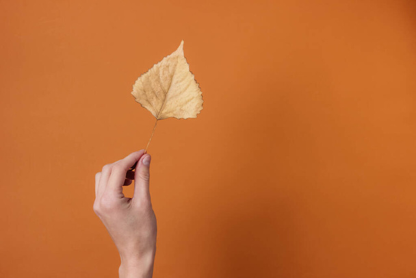 Weibliche Hand hält trockenes Herbstblatt der Pappel auf braunem Studiohintergrund - Foto, Bild