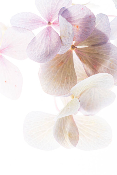 pink hydrangea on the white background - Foto, Bild