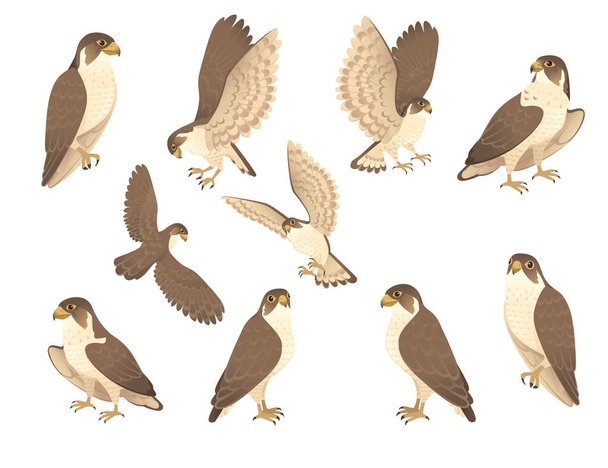 捕食鳥のセットかわいい大人の鷹漫画動物のデザインの鳥の獲物の文字フラットベクトルイラストの白い背景に隔離された. - ベクター画像