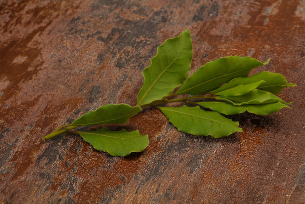 Groene laurierbladeren op de tak - om te koken - Foto, afbeelding