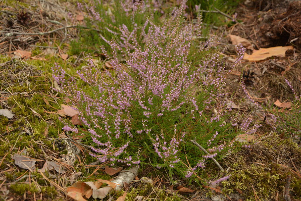 Calluna vulgaris of Ling als bloemige achtergrond.Roze heide bloemen bloeien in de weide.Selectieve zachte focus. - Foto, afbeelding