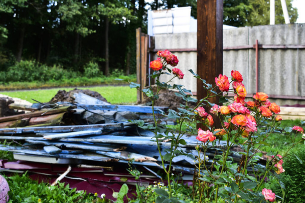 fioritura cespuglio di rose sullo sfondo di detriti di costruzione - Foto, immagini