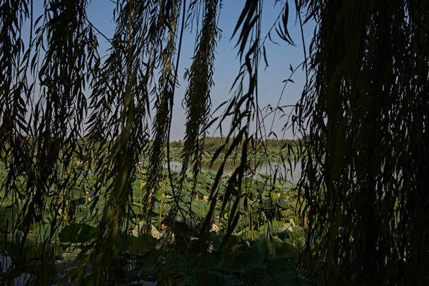 Болото в ясный летний день видно из листвы плачущей ивы - Фото, изображение