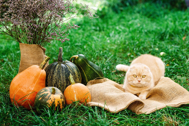 Scottish fold yellow cat with autumn pumpkins for Halloween. British shorthaired pet. Soft selective focus. - Photo, Image