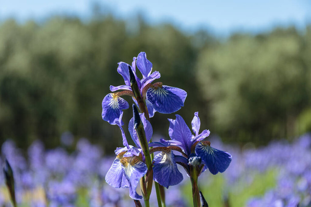 Siberische Iris op een bloembed. De bloem is vernoemd naar de oude Griekse Godin Iris, beschermvrouwe van de regenboog. - Foto, afbeelding