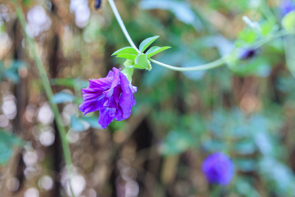 закрыть голубой цветок бабочки в саду - Фото, изображение