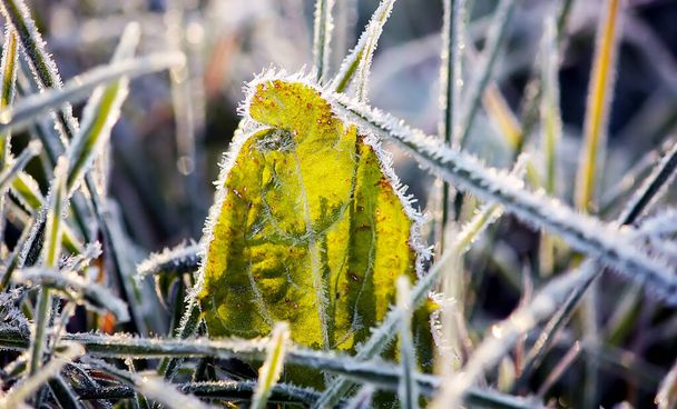 氷の結晶と緑の草。秋の牧草地でリム - 写真・画像
