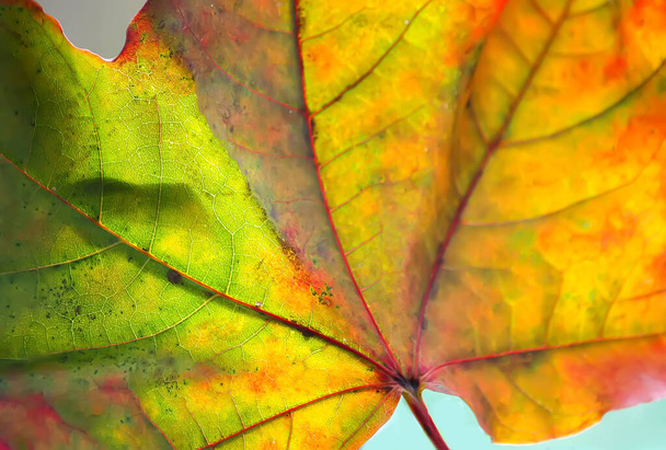 Bunte Blätter des Herbst-Ahorns aus nächster Nähe - Foto, Bild
