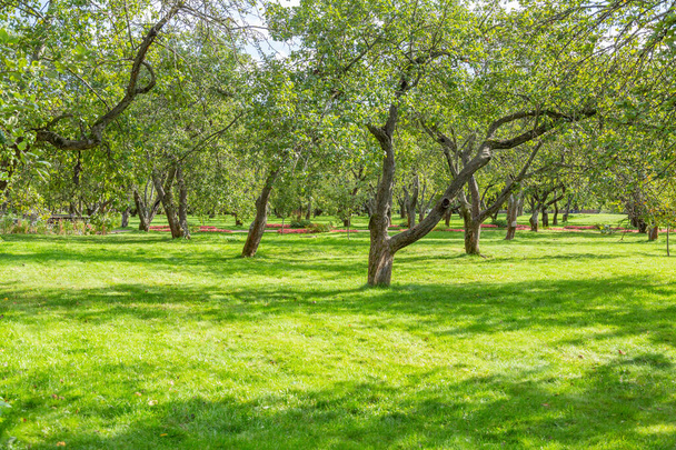 Green grass in the recreation area of the city summer park - Photo, Image