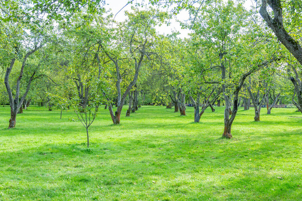 Zielona trawa w strefie rekreacyjnej miejskiego parku letniego - Zdjęcie, obraz