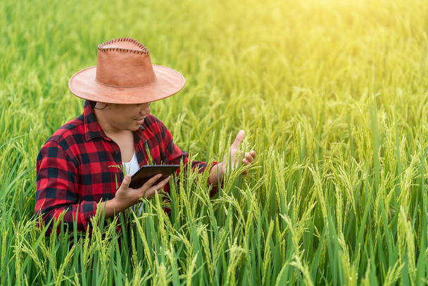 Aziatische jonge boeren gebruiken de onderzoekstablet en bestuderen de ontwikkeling van rijstvariëteiten in het veld. Om de productiviteit te verhogen. Begrip landbouwtechnologie. - Foto, afbeelding